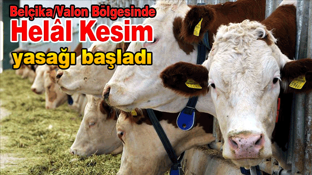 Valon bölgesinde helal kesim yasağı başladı