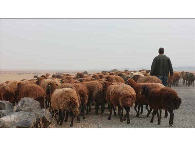 Türkiye, hayvancılıkta Avrupa lideri