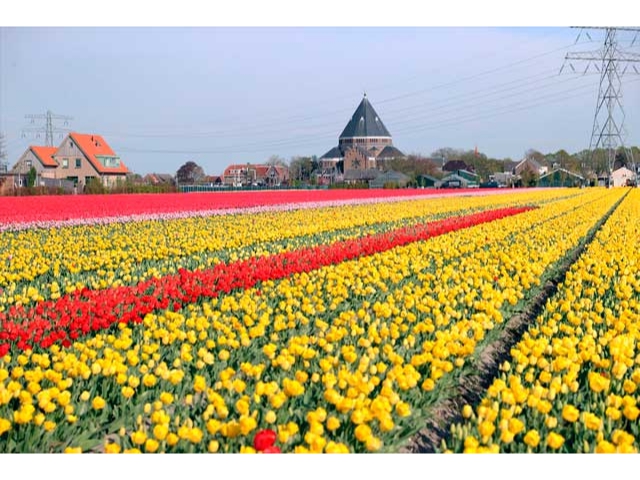 Hollanda'da rengarenk laleler tarlaları süslüyor