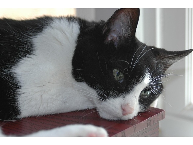 Belçika'da kaybolan İngiliz kedi Munch, mikroçipi sayesinde 4 ay sonra bulundu