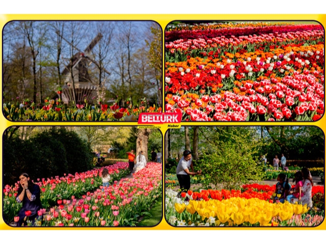 Dünyanın en büyük lale bahçesi Hollanda’da açıldı