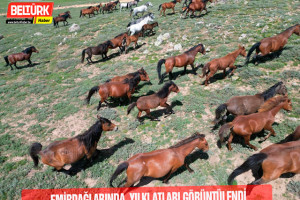 Emir Dağları'ndaki yılkı atları dronla görüntülendi