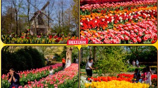 Dünyanın en büyük lale bahçesi Hollanda’da açıldı